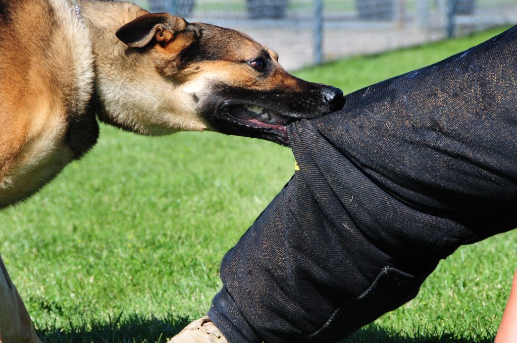 Los Mejores Abogados en Español Cerca de Mí Expertos en Mordeduras, Agravios y Ataques de Perros y Animales en La Puente California